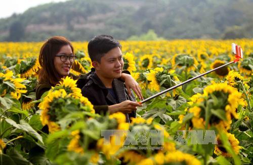 Rực rỡ cánh đồng hoa hướng dương Nghệ An ảnh 3